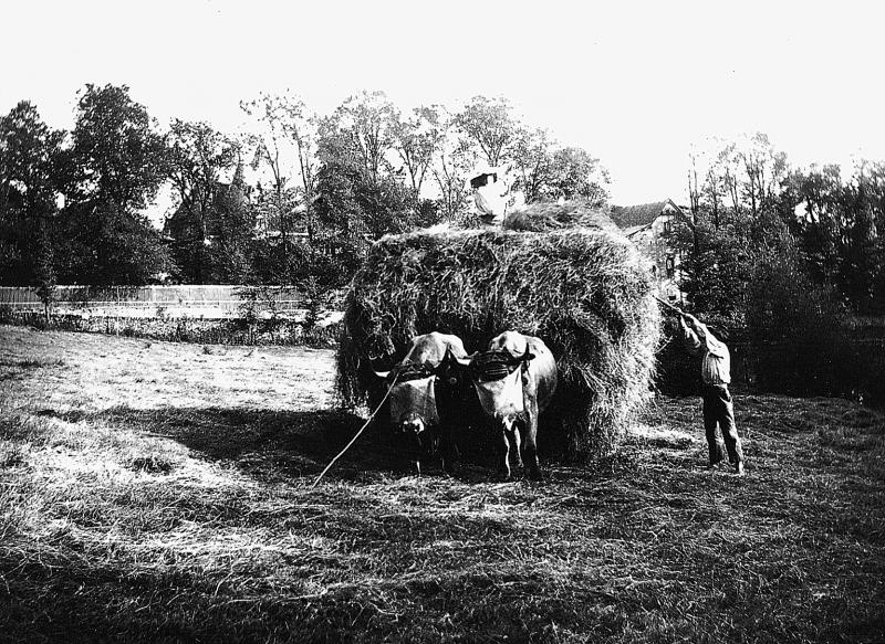Chargement manuel du foin (fen) sur un char (carri) attelé à une paire de bovidés (parelh), à La Planque, 1910