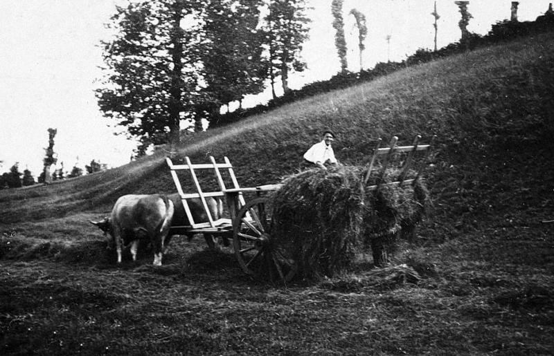 Temps de pause durant chargement manuel du foin (fen) sur un char (carri) attelé à une paire de bovidés (parelh), aux Terrisses
