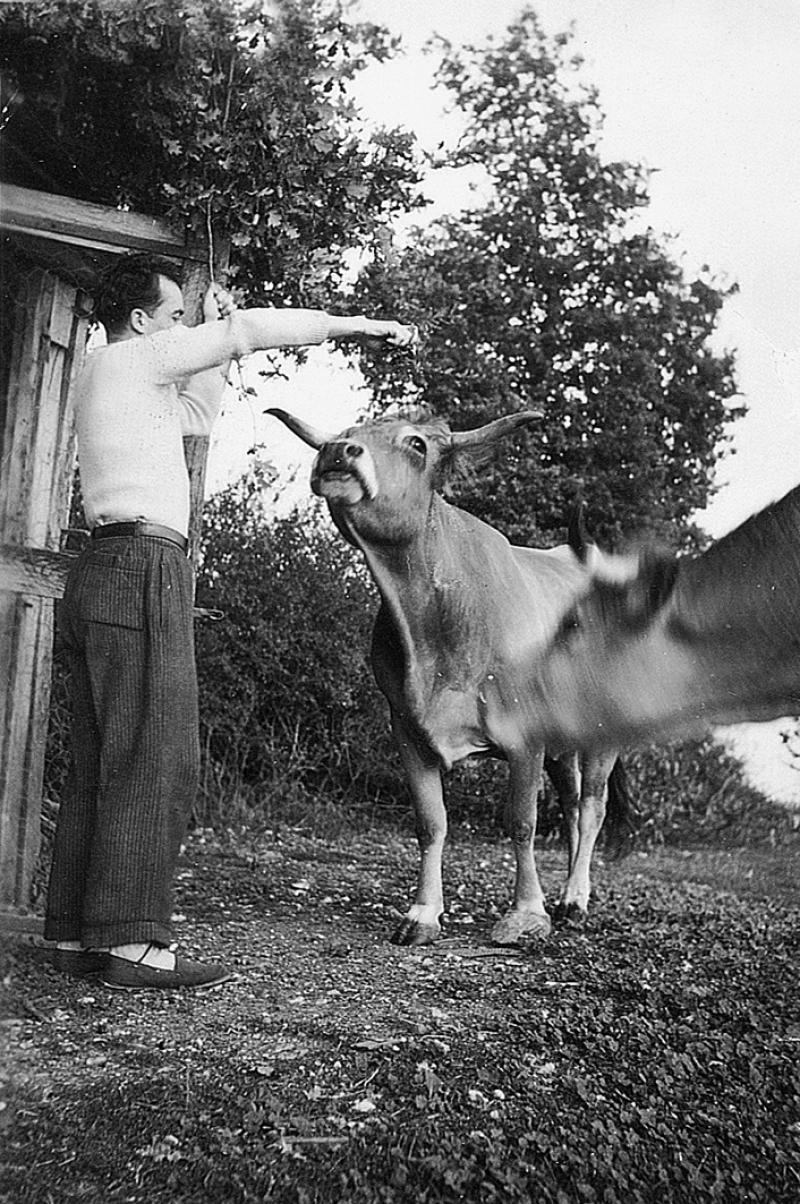 Homme donnant une pomme (poma) à manger à un bovidé, 1946
