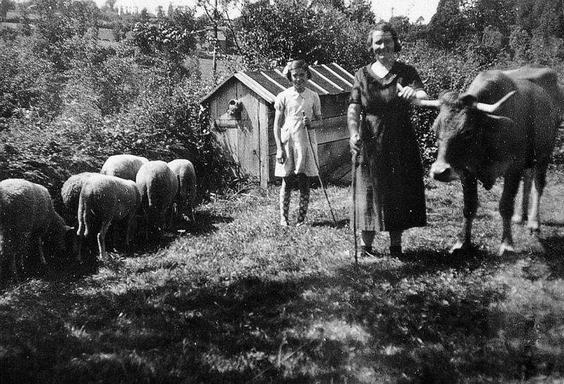Jeune fille et femme avec brebis (fedas) et bovidé devant une cabane mobile, au Piboul, 1942