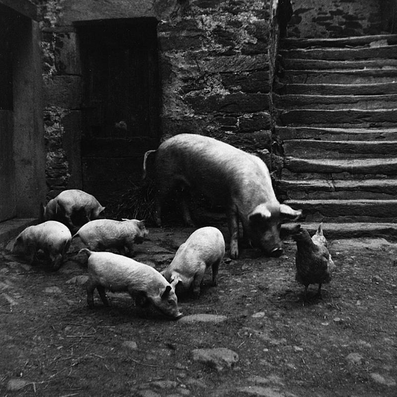 Truie (truèja), six porcelets (tessons) et poule (galina, pola), à Gipoulou, avril 1960