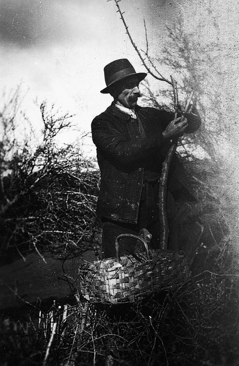 Homme greffant (empeutar) un arbre, à La Crouzette, 1950