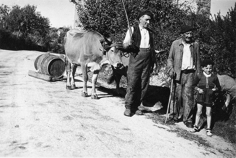 Temps de pause durant transport avec un traîneau (lisa) tiré par une paire de bovidés (parelh) d'une barrique (barrica) de cidre (citra), 1944