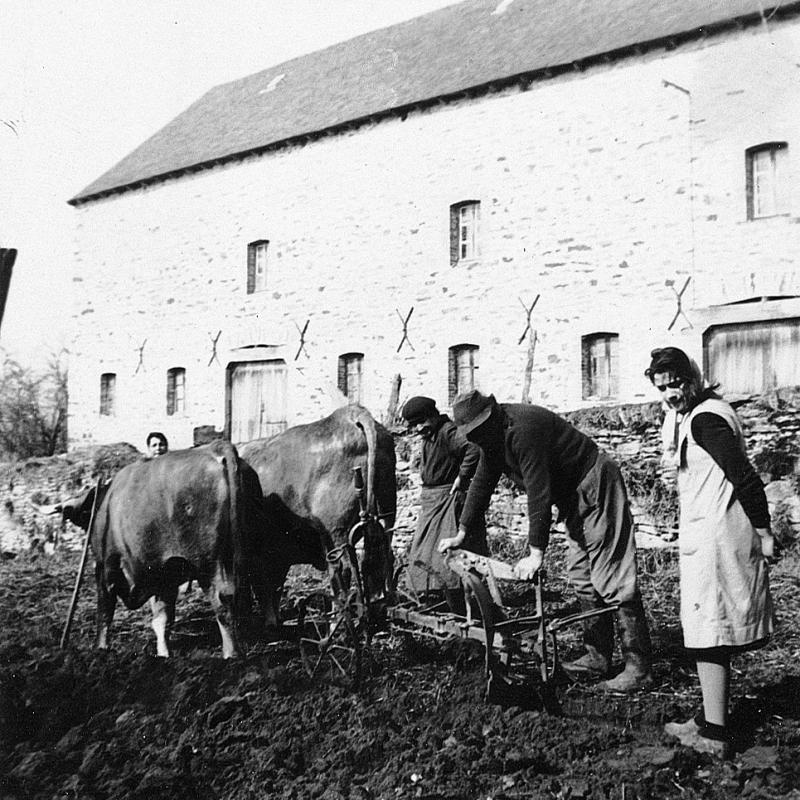 Temps de pause durant labour (laur, laurada) d'un jardin (òrt) avec paire de bovidés (parelh) et charrue Brabant devant une grange étable (estable, fenial, granja), à La Bauguillie, 1953