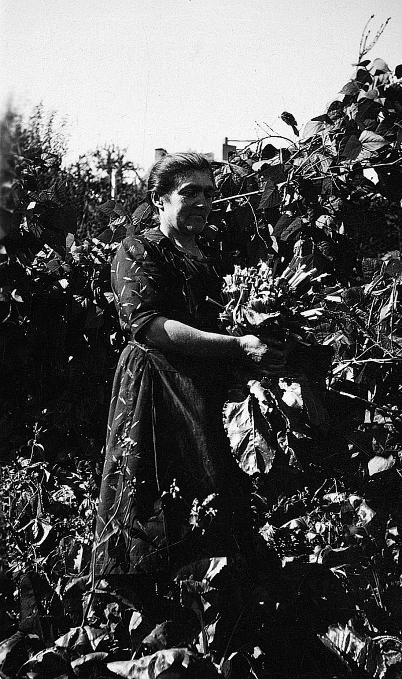 Femme récoltant des légumes (legumes, ortalissa) dans un jardin (òrt), en Ségala (secteur de Baraqueville-Sauveterre : Manhac ?)