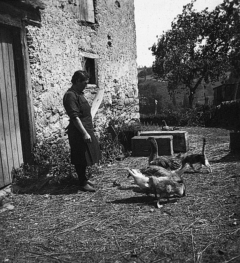 Femme donnant à manger (apasturar) à deux oies (aucas) et chat (cat, gat), à Naves, 1931