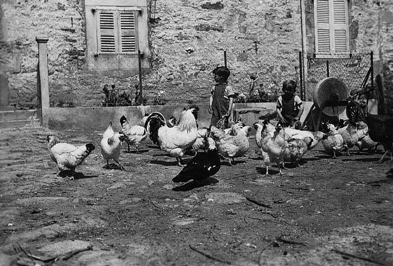 Deux garçons au milieu de gallinacés, canard (guit, rit) et meule à aiguiser (mòla a asugar), au Cayla, mai 1956