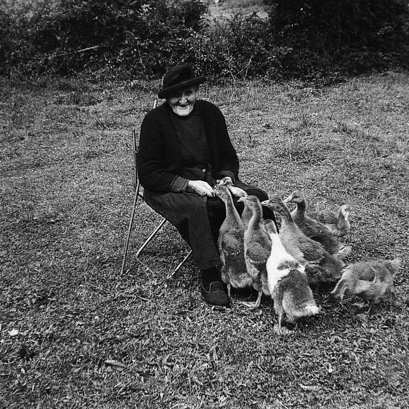Canards (guits, rits) picorant dans les mains d'une dame assise, à Jouels, vers 1960