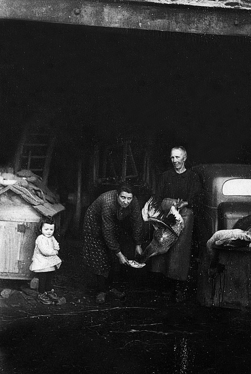 Fillette et deux femmes saignant (sangar) une oie (auca) entre une niche et une voiture, 1939