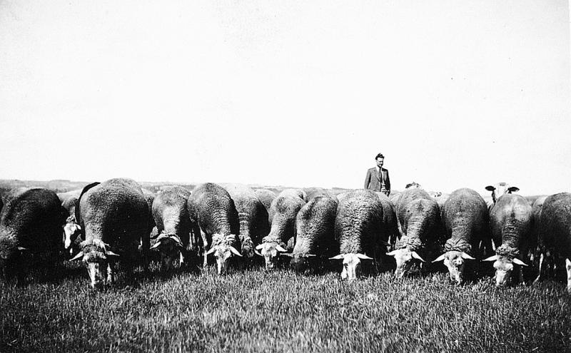 Homme derrière un troupeau (tropèl) d'ovidés (fedas) broutant dans une prairie (prada, prat), aux Voltes, 1937