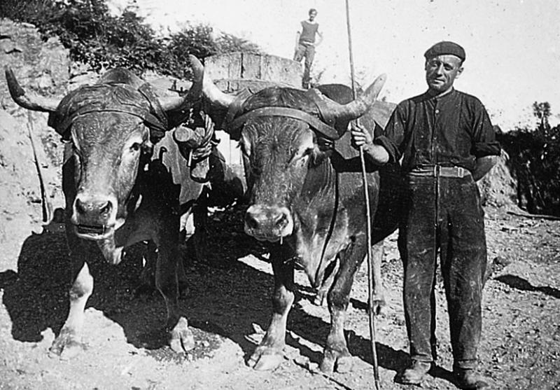 Temps de pause durant charroi (boada) de cailloux avec paire de bovidés (parelh), à La Coste, 1942-1943