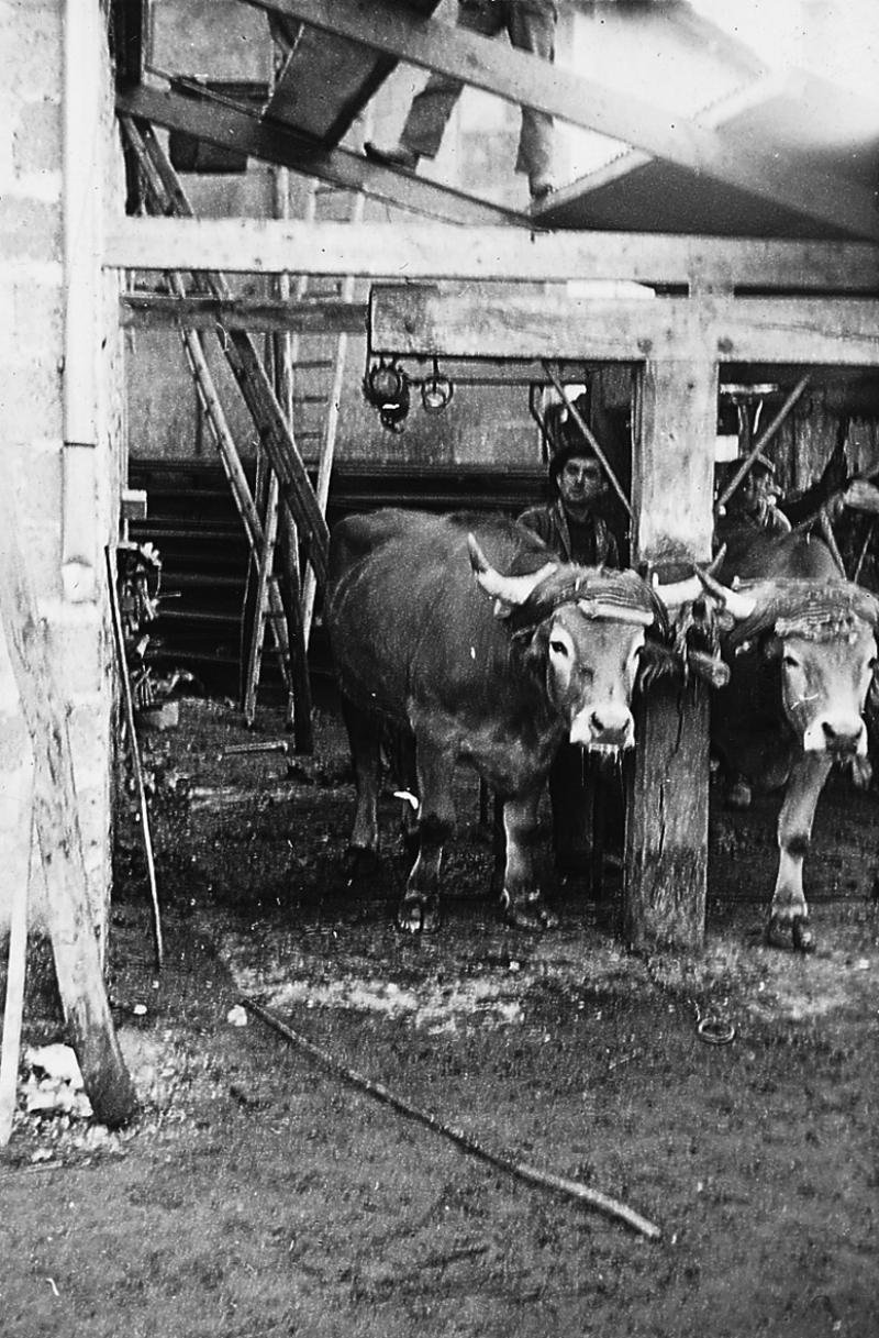 Paire de bovidés (parelh) immobilisée dans un travail à ferrer (congrelh, trabalh), vers 1955