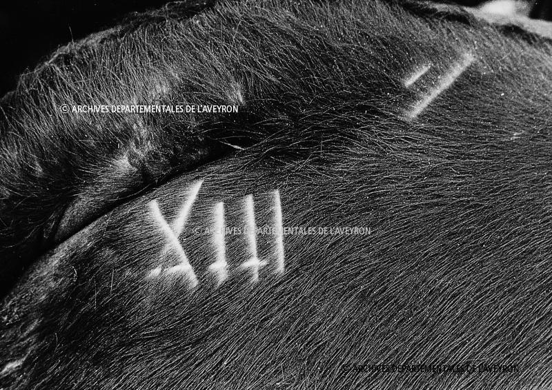 Marque (marca) de maquignon en chiffres romains sur le pelage d'un bovidé