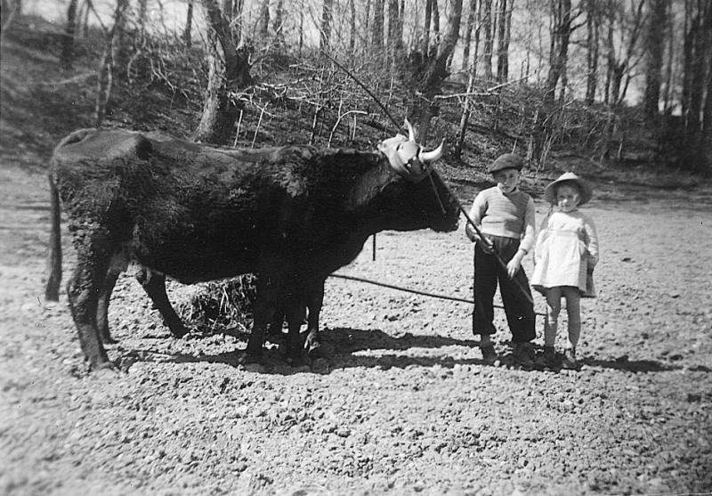 Deux jeunes enfants (dròlles, enfants) devant une paire de bovidés (parelh), au Mazuc de Vézis, Pâques 1955