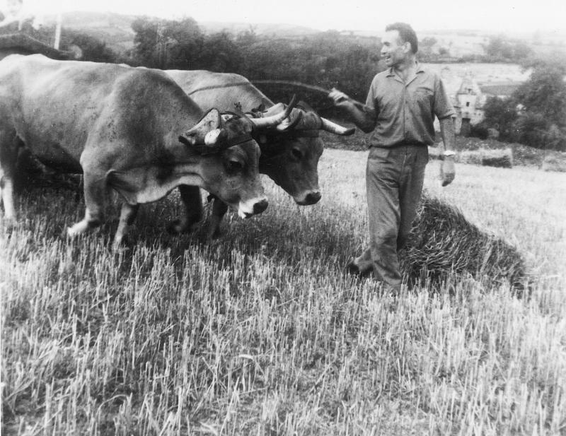 Homme guidant une paire de bovidés (parelh) dans un champ de chaume (estolha) et bottes de paille, au Rieu, 1958