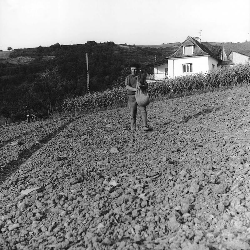 Homme ensemençant (semenar) à la volée un champ (camp, pèça) labouré devant des rangées de maïs (milh), au Mas del Puech, automne 1978 