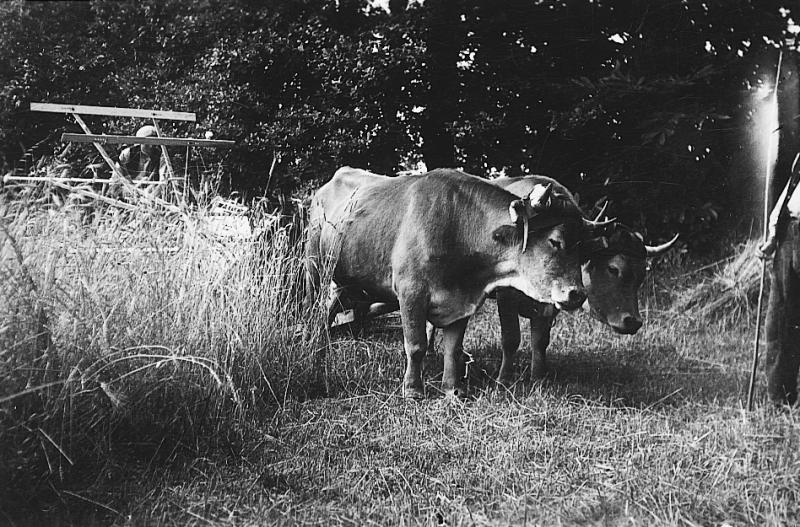 Temps de pause durant moisson (meisson, sèga) mécanisée avec paire de bovidés (parelh) et moissonneuse lieuse (ligaira, liusa) à rabatteurs, à Rabjac, vers 1950