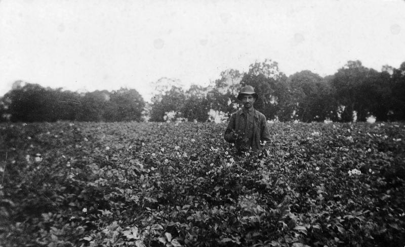 Homme au milieu d'un champ de pommes de terre (patanons, trufas, trufes, trufets) en fleurs, à La Fage, 1936