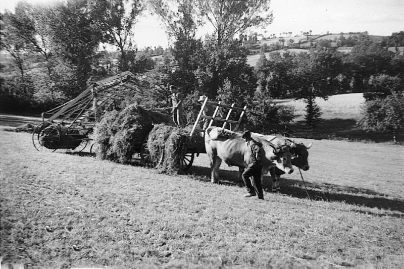 Temps de pause durant chargement mécanisé du foin (fen) avec une charge-foin (cargafen) sur un char (carri) attelé à une paire de bovidés (parelh), au Grifoulas, 1938-1940
