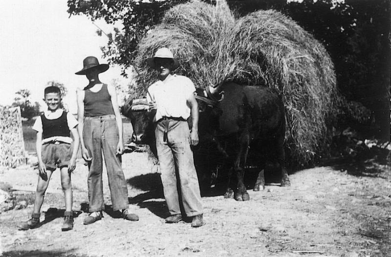 Temps de pause devant une paire de bovidés (parelh) de race salers et un charretée (carrada) de foin (fen), à Naujac, 1949