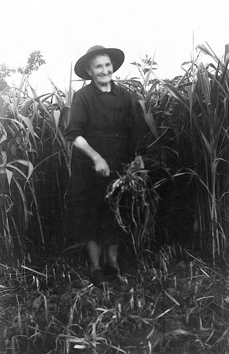 Femme coupant du maïs (milh) pour en faire du fourrage (milharga), à La Fage, août 1955