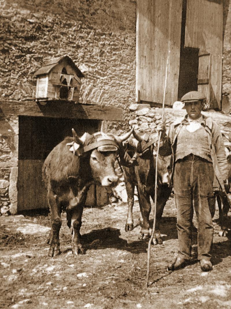 Homme et paire de bovidés (parelh) devant porte d'étable (estable) surmontée d'une caisse à pigeons et portail de grange (fenial, granja), au Bouyssou, 1944