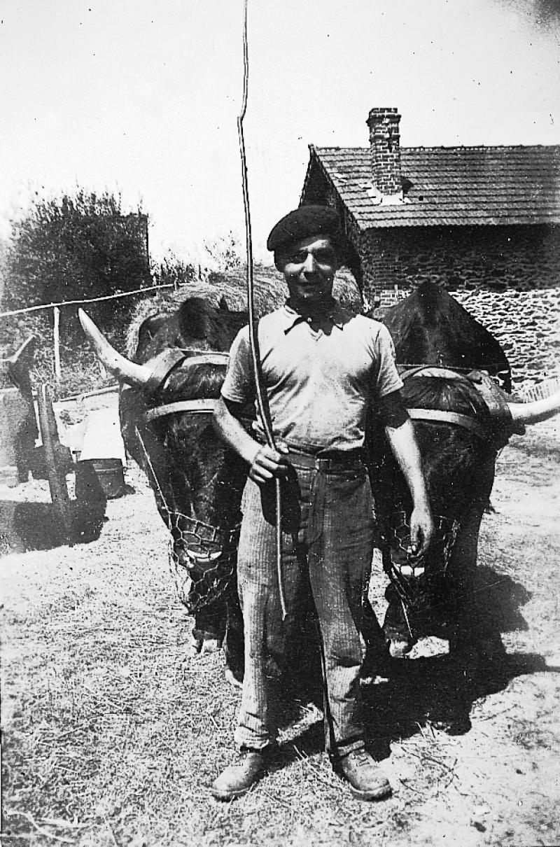 Homme devant paire de bovidés (parelh) de race salers pourvue de muselières (morrials), aux Mines, 1940