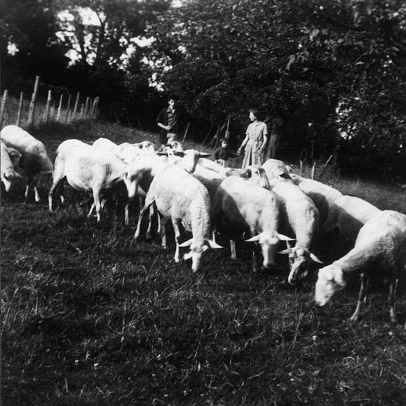 Personnes derrière un troupeau de brebis (tropèl de fedas) dans une prairie (prada,prat), au Rieu, 1959