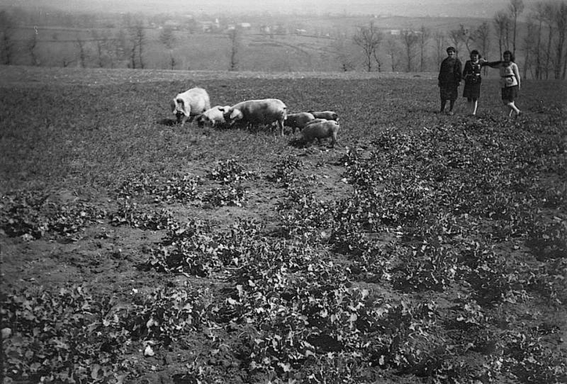 Trois femmes gardant des cochons (pòrcs, tessons) ou truies (mauras, truèjas) avec porcelets (porcèls, porcelons, tessons) dans un champ (camp, pèça), à Montramech, 1947