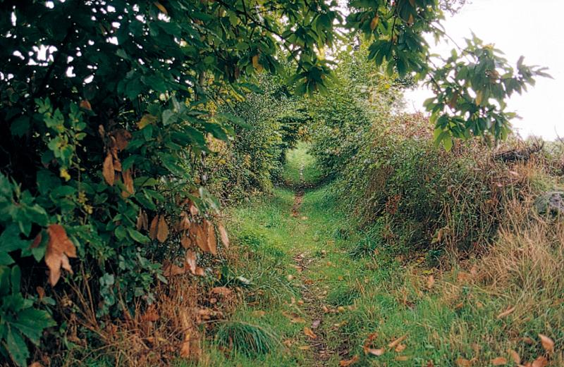 Châtaignier (castanhièr) et sentier (caminòl, viòl de pè) bordé de haies (randas), en Ségala (secteur de Rieupeyroux), 1998