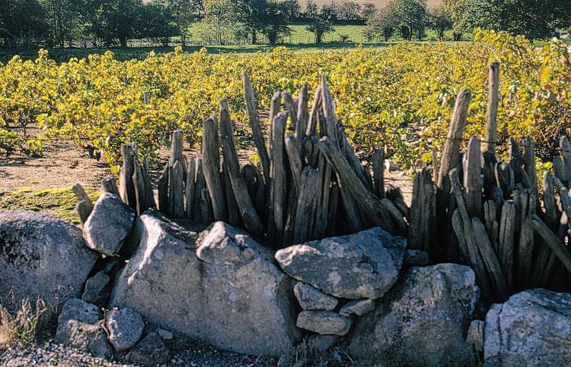 Muret (paredon) en rochers (ròcs), échalas (paissèls) et vigne (vinha), en Ségala (secteur de Rieupeyroux), octobre 1998