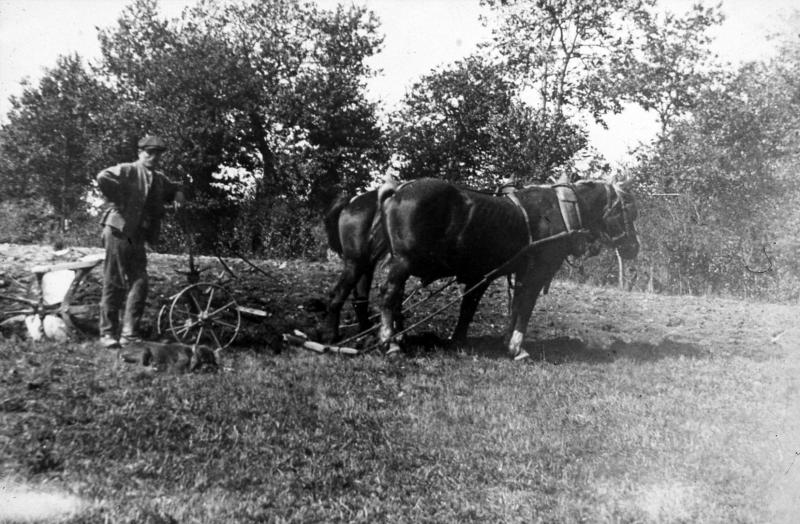 Temps de pause durant labour (laur, laurada) avec une paire d'équidés (coble) et une charrue Brabant, à Lavernhe, 1921