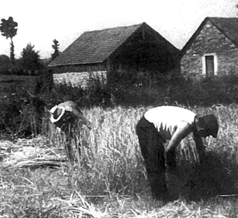 Moisson (meisson, sèga) manuelle du blé (blat) à la faucille (volam), à Rayret, août 1967