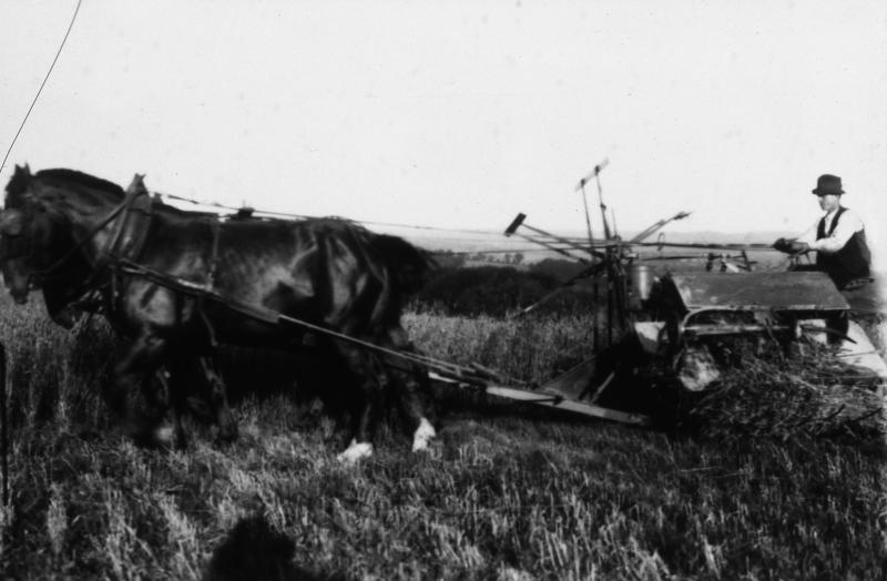 Moisson (meisson, sèga) mécanisée avec paire d'équidés (coble) et moissonneuse lieuse (ligaira, liusa) avec rabatteurs, à Lezins, 1927
