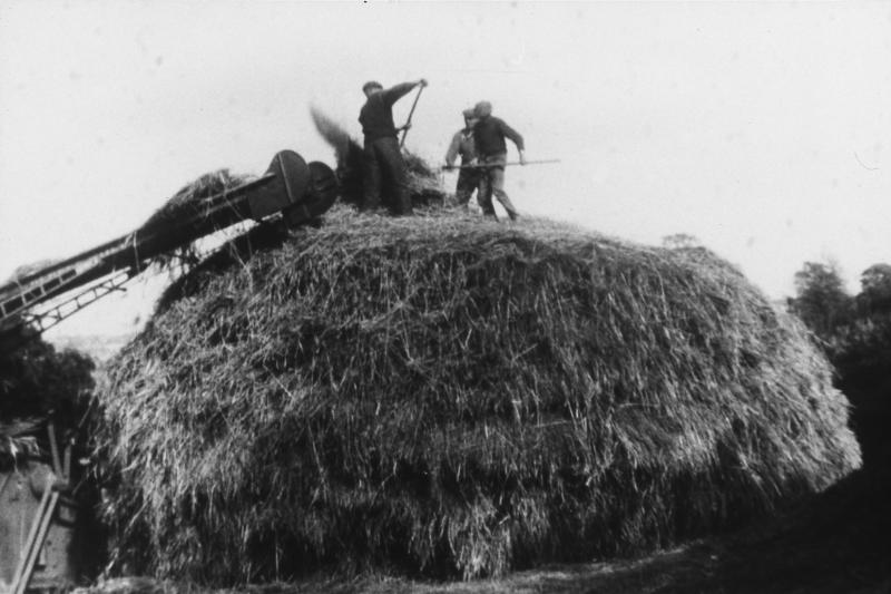 Hommes démontant un gerbier (plonjon) et alimentant une batteuse (batusa), en Ségala (secteur de Cassagnes Bégonhès : Salmiech ?)