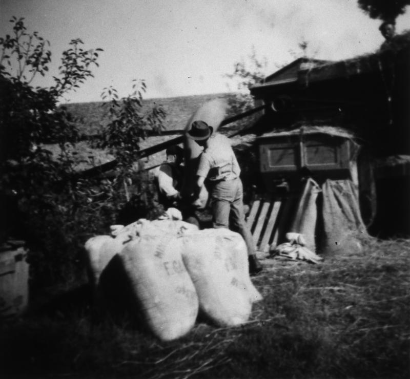 Ensachage du grain (gran) à l'arrière d'une batteuse (batusa), en Ségala (secteur de Cassagnes Bégonhès : Cassagnes Bégonhès ?), 1954