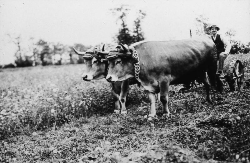 Temps de pause durant fauchage mécanisé avec une paire de bovidés (parelh) et une faucheuse (dalhusa, segaira), à La Crouzette, 1930