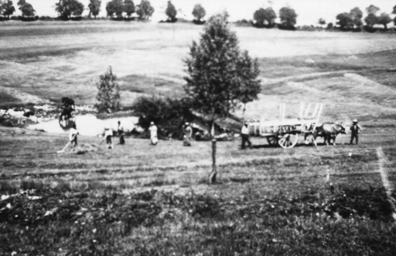 Râtelage manuel du foin (fen), char (carri) et paire de bovidés (parelh) dans une grande prairie (prada, prat), à Lafon, 1937-1938