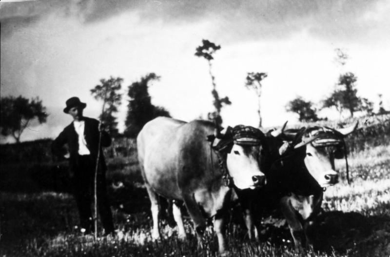 Temps de pause durant labour (laur, laurada) avec paire de bovidés (parelh), à La Crouzette, vers 1940