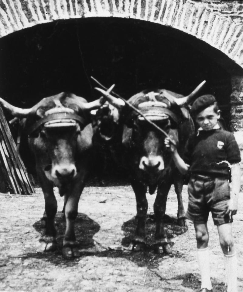 Jeune garçon (dròlle, garçon) devant une paire de bovidés (parelh) à l'arrêt, à Ségonzac, juin 1944