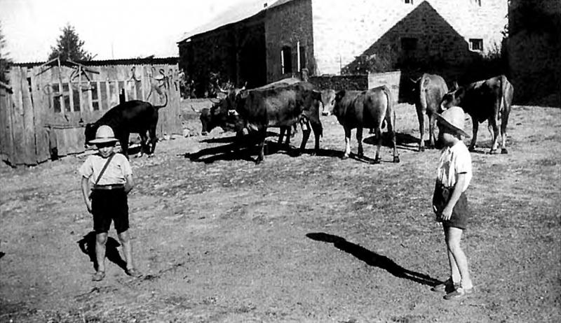 Deux garçons (dròlles, garçons) et bovidés dans une cour de ferme (bòria), à La Cailholie, 1944