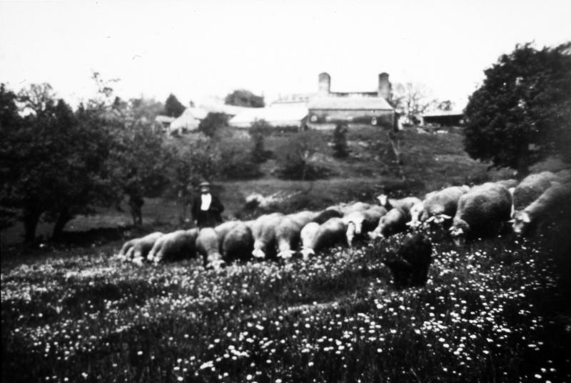Homme gardant un troupeau de brebis (fedas) dans une prairie (prada, prat) fleurie, à Lafon