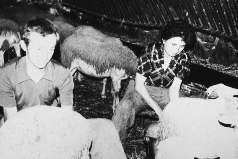 Femme et homme trayant (mólzer) manuellement des brebis (fedas) dans une bergerie (jaça), à La Pailhousie, vers 1970