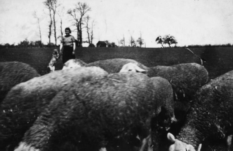 Femme avec chien (can) gardant un troupeau de brebis (fedas) dans une prairie (prada, prat), 1938