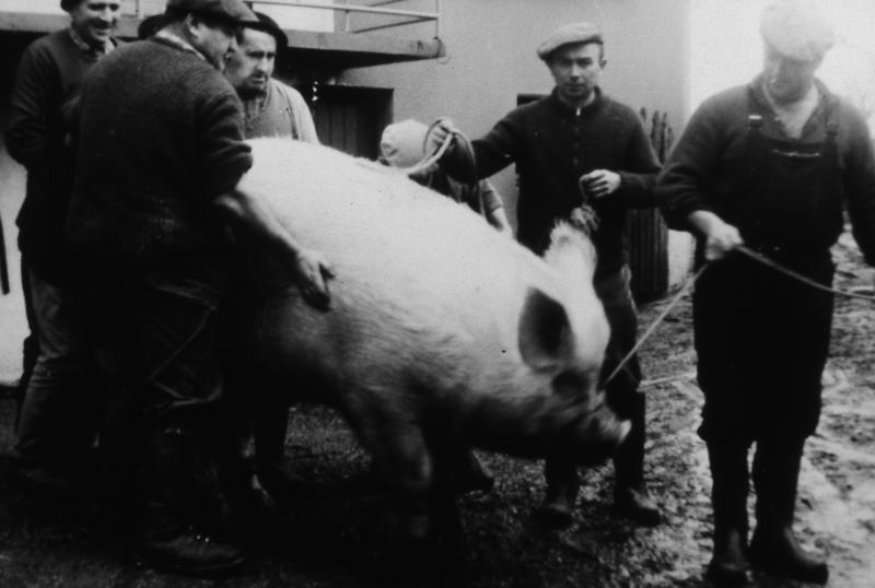 Abattage (masèl) du cochon (pòrc, tesson) : conduite d'un verrat (vèrre) de 412 kg sur le lieu de la saignée, à Saint-Urbain, 1966