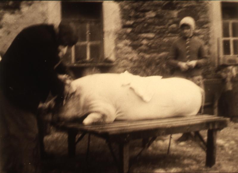 Abattage (masèl) du cochon (pòrc, tesson) : râclage sur un banc à claire-voie, à Moncèze, 1971