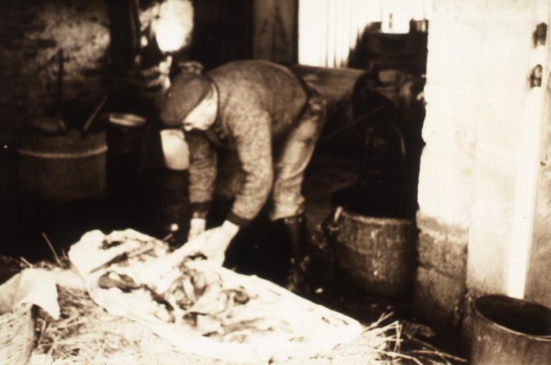 Abattage (masèl) du cochon (pòrc, tesson) : ébouillantage et râclage sur un lit de paille (palha), en Ségala (secteur de Cassagnes Bégonhès)